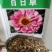 百日草种子热门花海多花重瓣简单易种混色单色可货到付款
