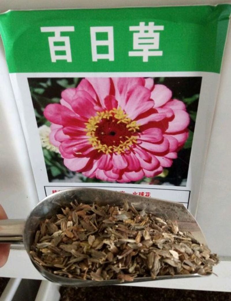百日草种子热门花海多花重瓣简单易种混色单色可货到付款