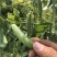 甜豆饱满