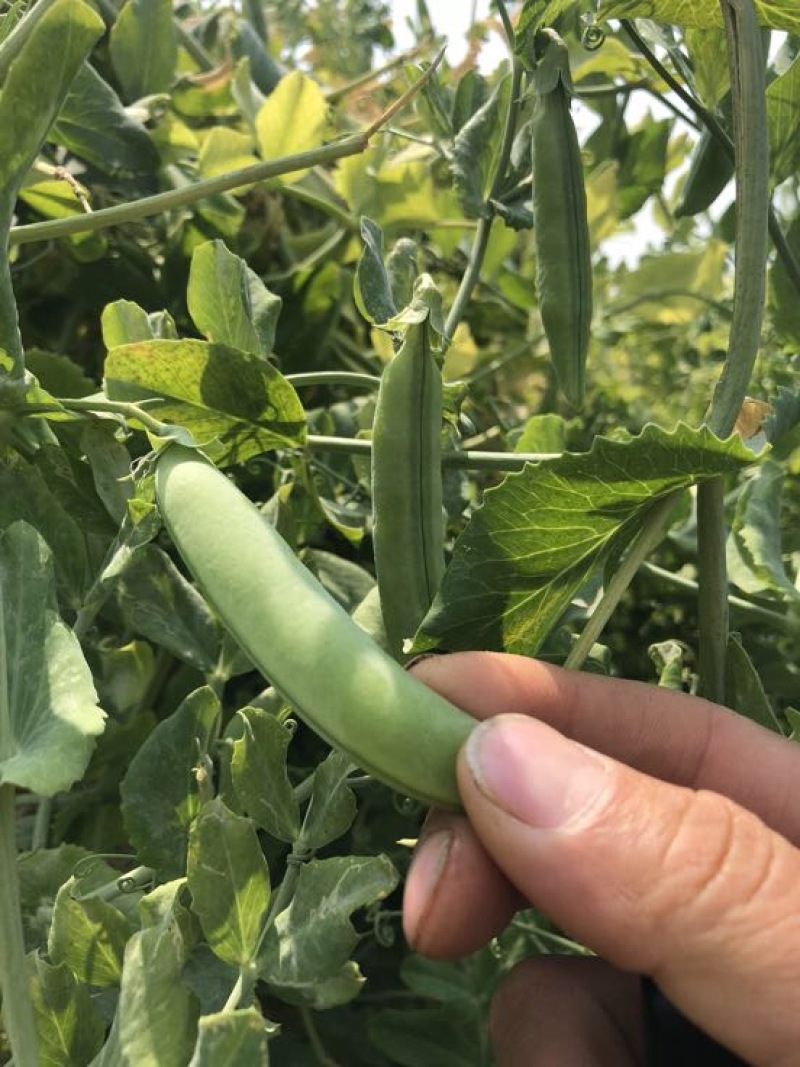 甜豆饱满