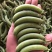 甜豆饱满