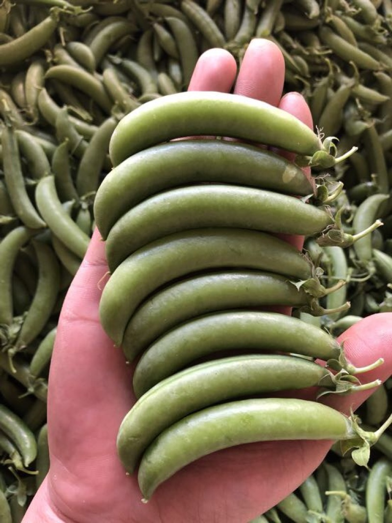 甜豆饱满