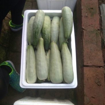 羊角蜜甜瓜统货0.5斤以上