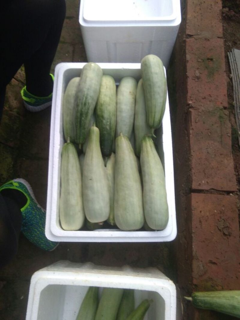 羊角蜜甜瓜统货0.5斤以上