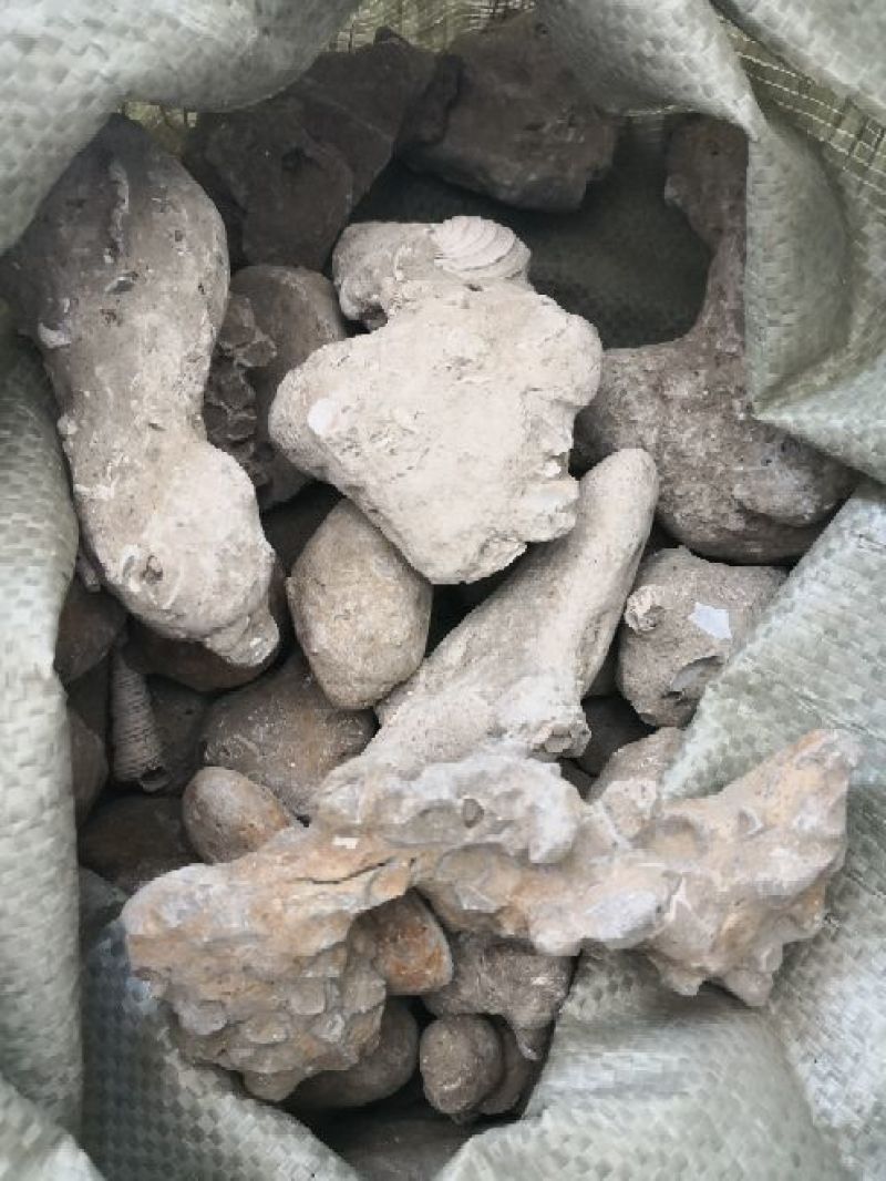 药用石蟹