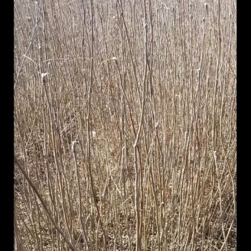 梓树花楸苗，高0.5～1米