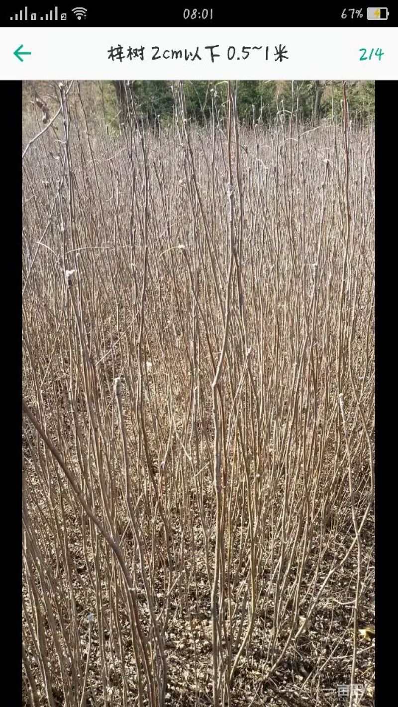 梓树花楸苗，高0.5～1米