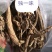 独一味批发独一味根