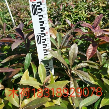 木荷4~6cm0.5~1m