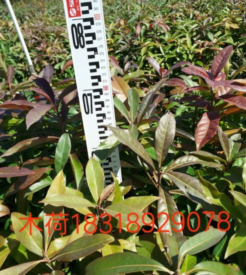木荷4~6cm0.5~1m