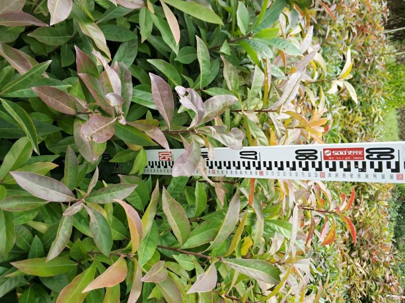木荷4~6cm0.5~1m