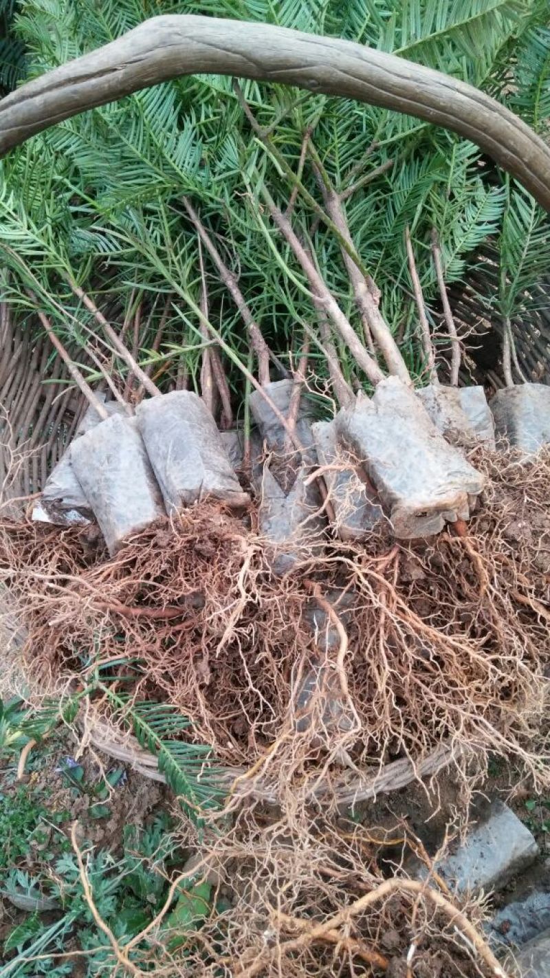 三尖杉10~20cm