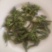 构棒穗构不素构棒穗