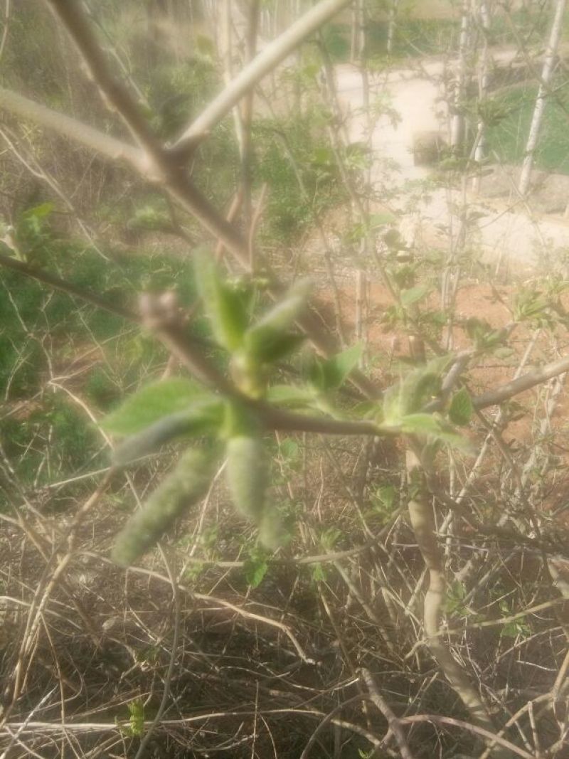 构棒穗构不素构棒穗