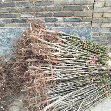 樱桃树苗3年20~30cm