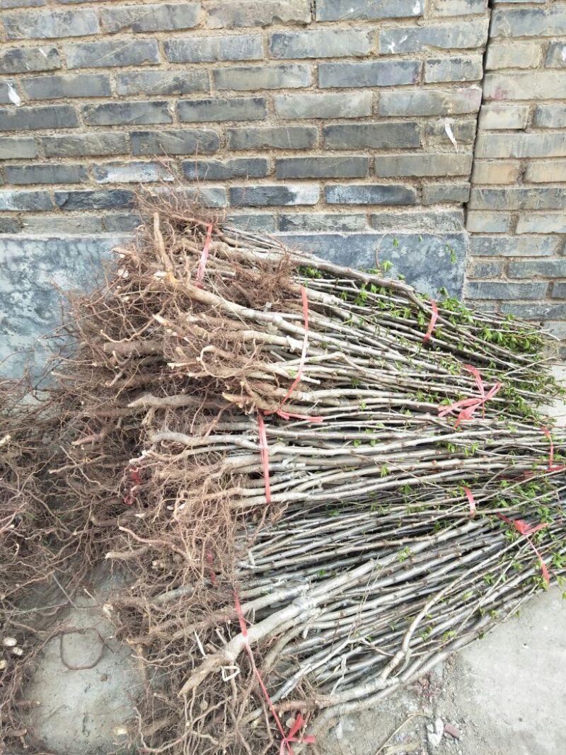 樱桃树苗3年20~30cm