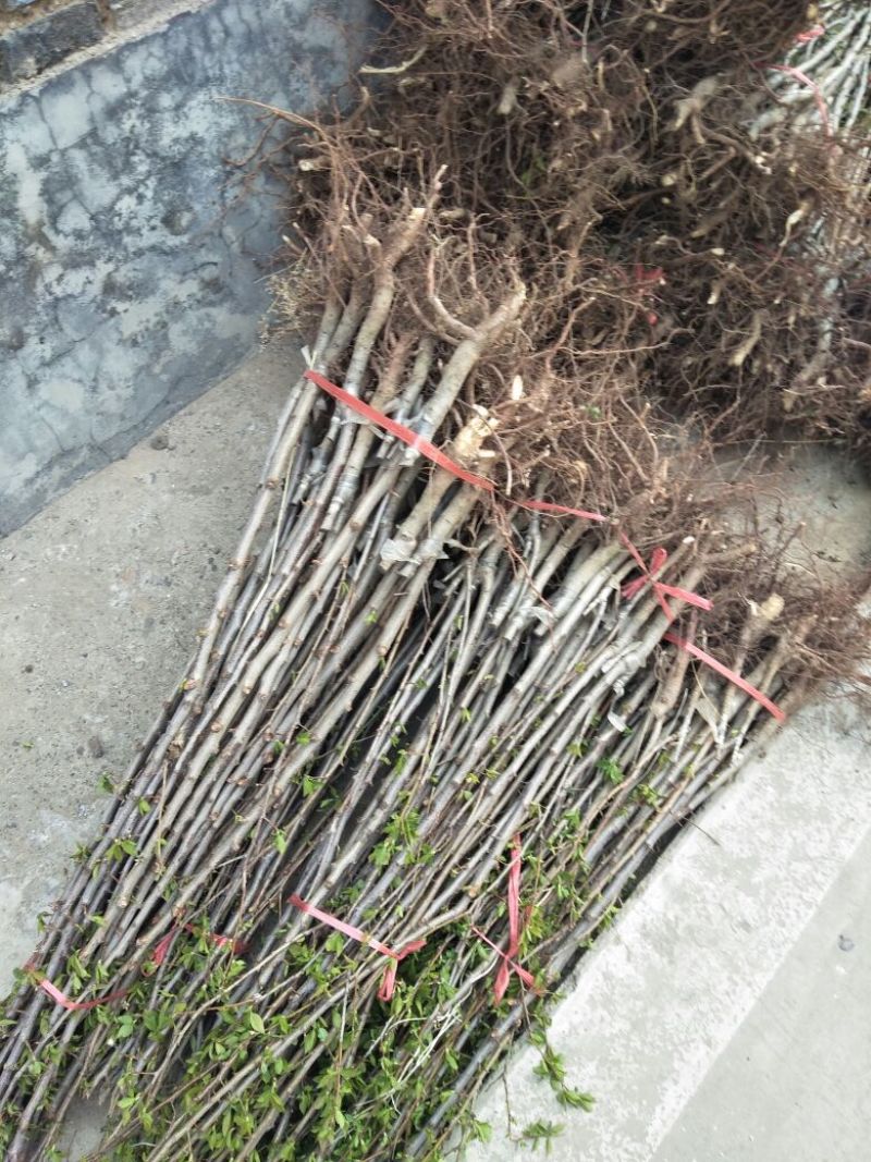 樱桃树苗3年20~30cm