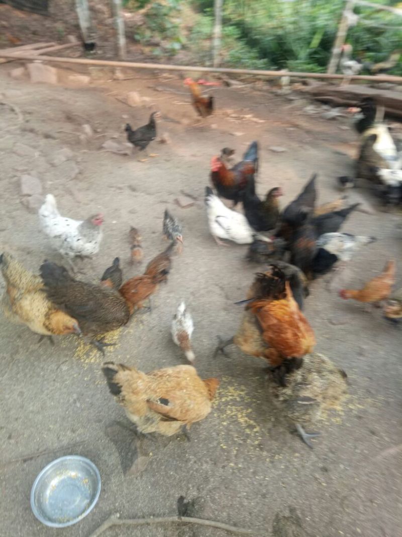 走地鸡散养土鸡2~3斤