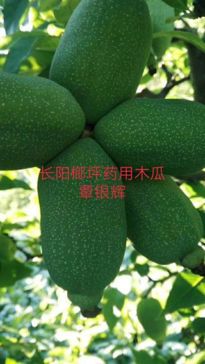 长阳木瓜苗皱皮无籽木瓜苗资丘木瓜苗药用木瓜