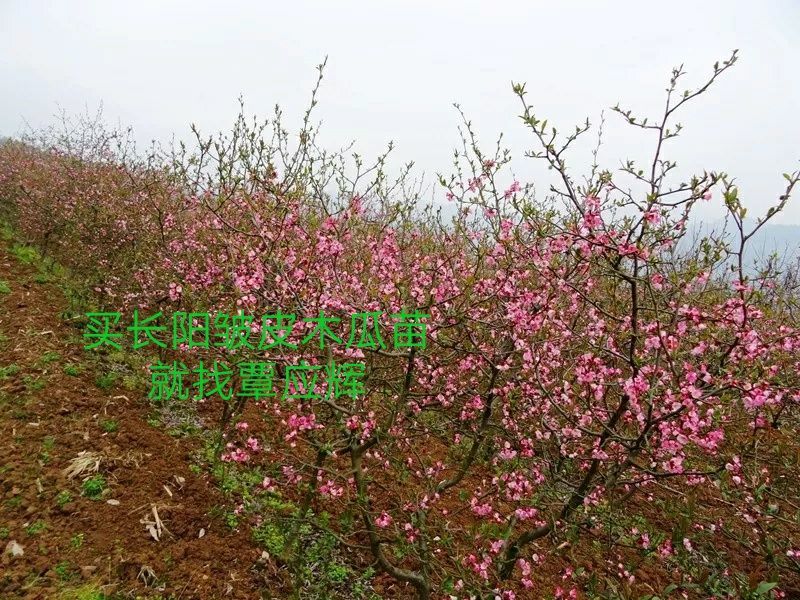 长阳木瓜苗皱皮无籽木瓜苗资丘木瓜苗药用木瓜
