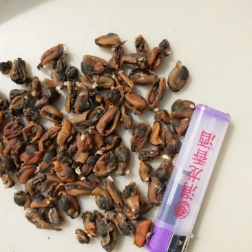 淡菜食用鲜活