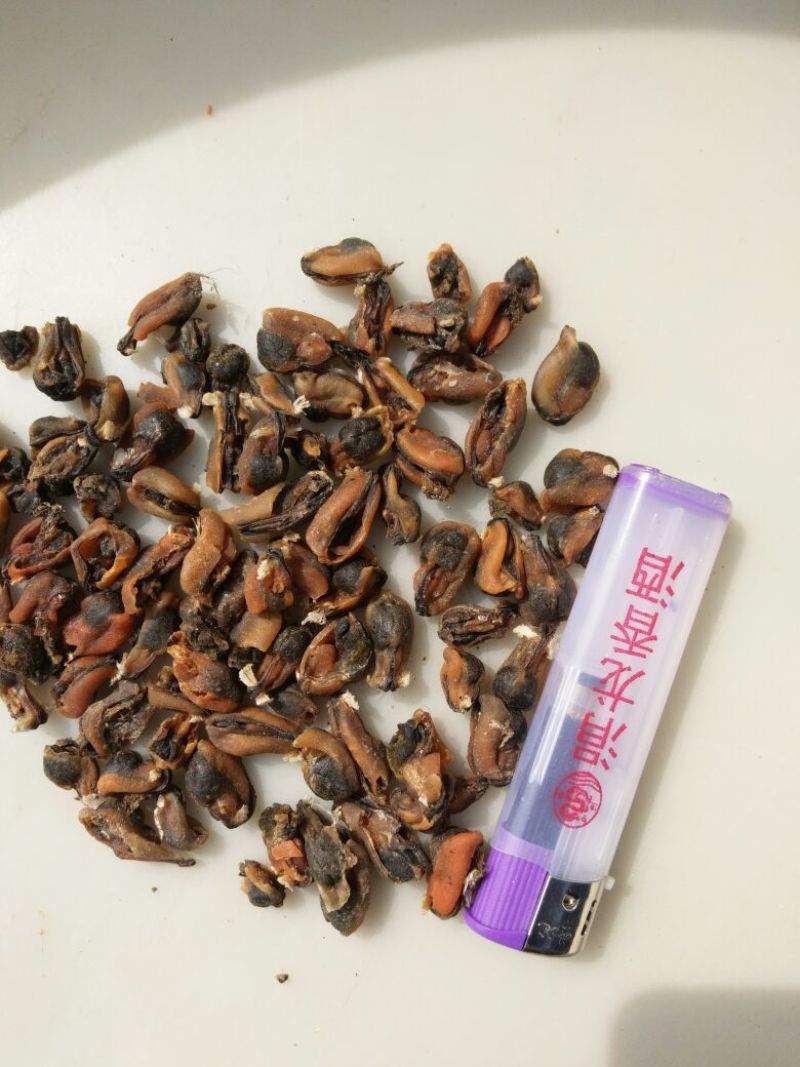 淡菜食用鲜活