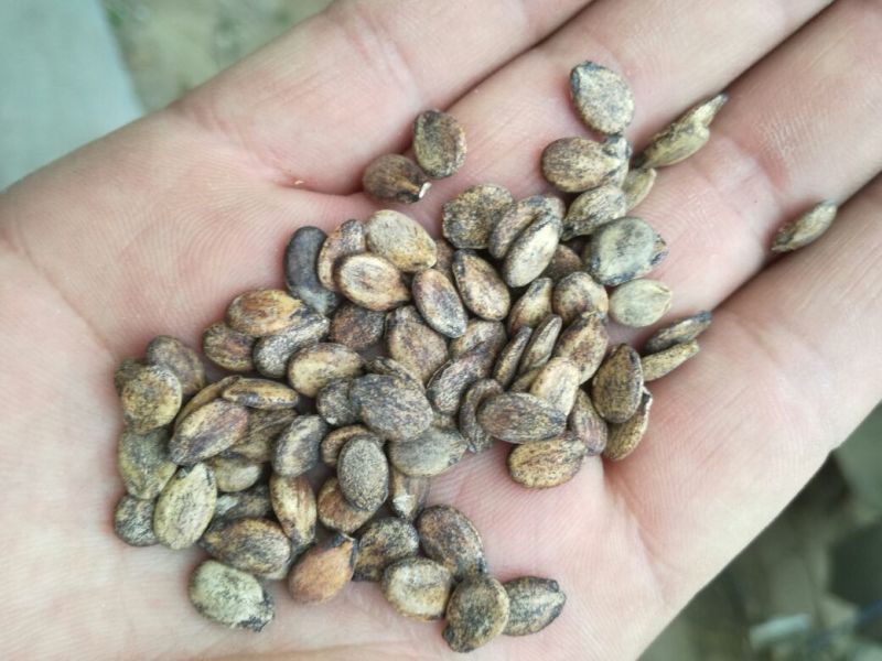 西瓜子散装生，打粉，扒仁，全年有货，欢迎咨询