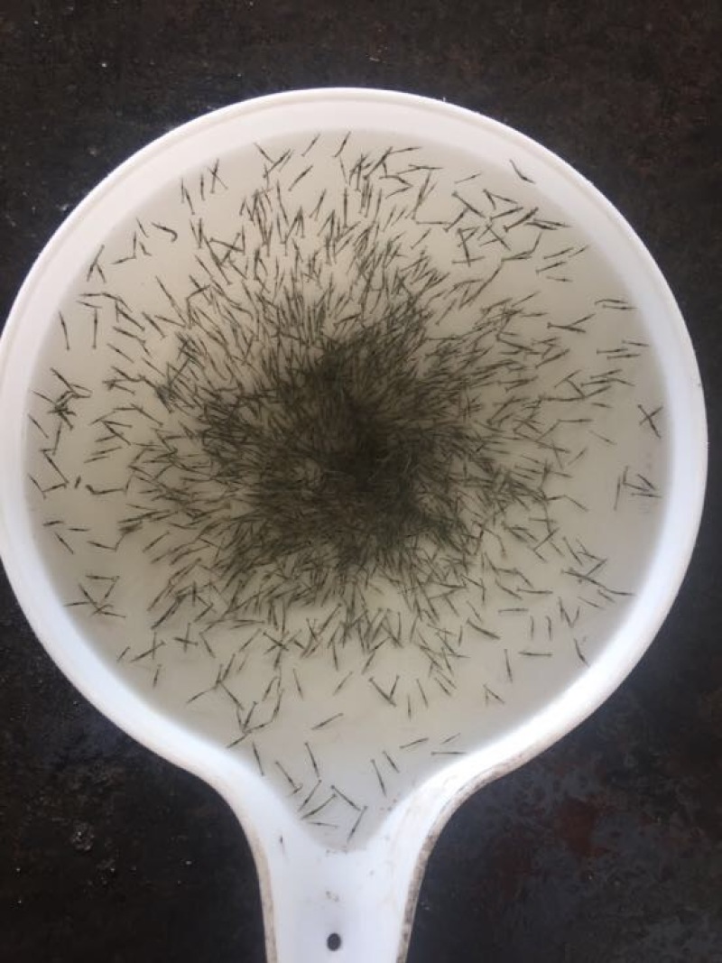 斑节虾虾苗金刚虾虾苗鬼虾虾苗咸水虾苗咸水养殖南美白