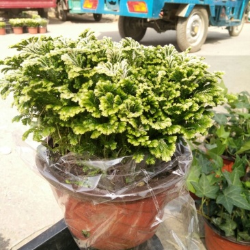 卷柏绿植卷柏