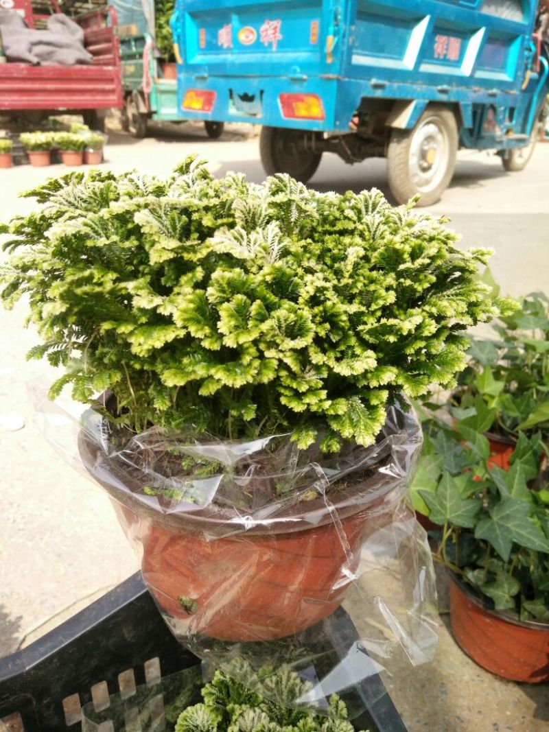 卷柏绿植卷柏