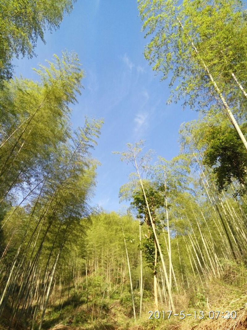 竹苗
