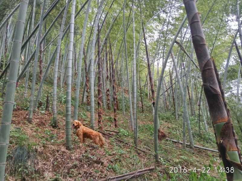 竹苗
