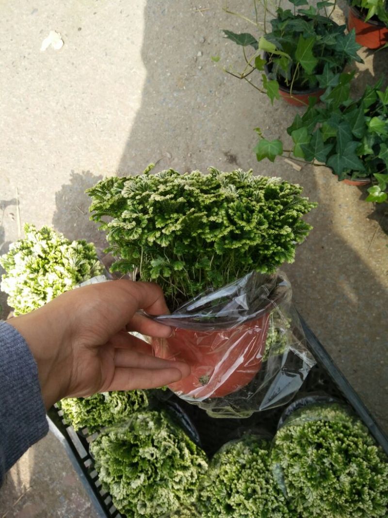 卷柏绿植卷柏