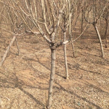 木槿4~6cm4~6cm1.5~2米