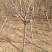 木槿4~6cm4~6cm1.5~2米