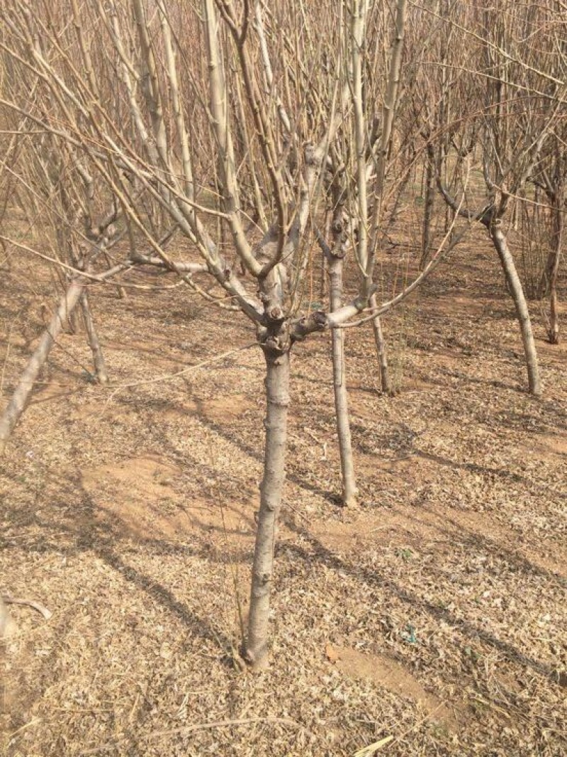 木槿4~6cm4~6cm1.5~2米