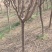 木槿4~6cm4~6cm1.5~2米