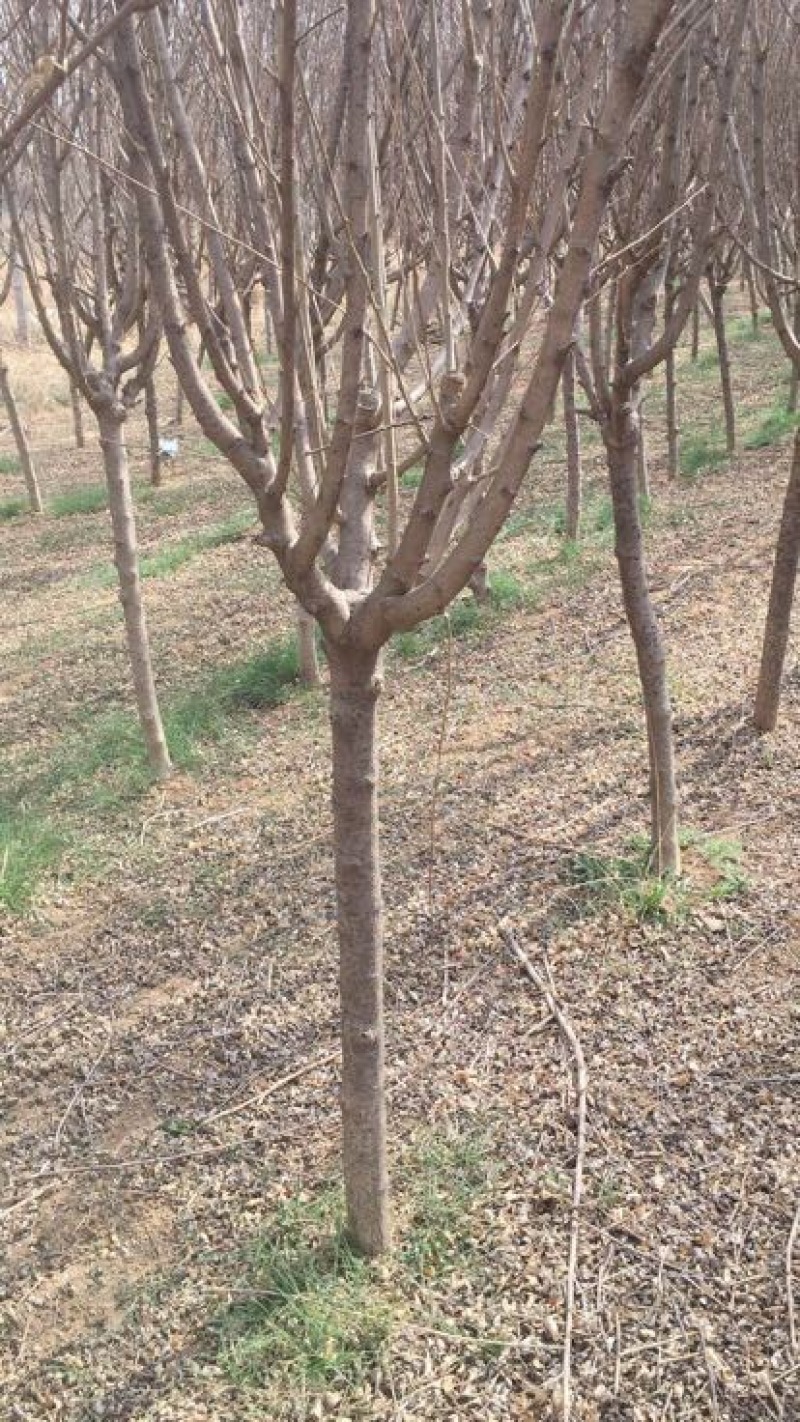 木槿4~6cm4~6cm1.5~2米