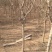 木槿4~6cm4~6cm1.5~2米