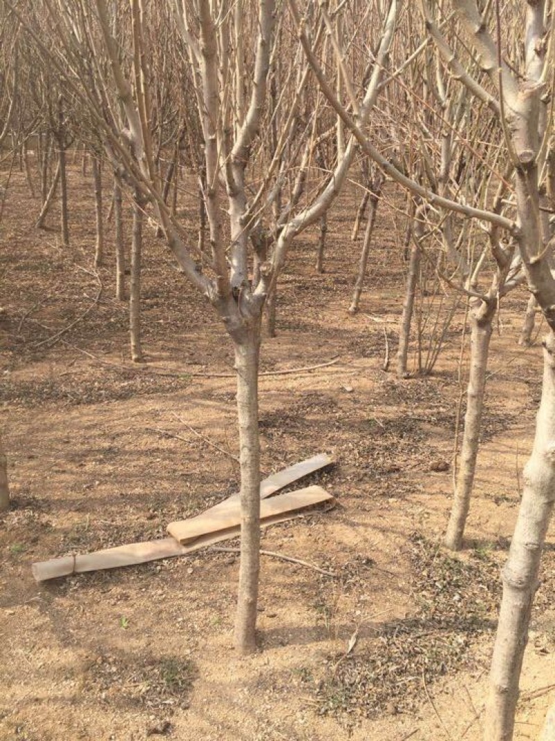 木槿4~6cm4~6cm1.5~2米