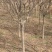 木槿4~6cm4~6cm1.5~2米