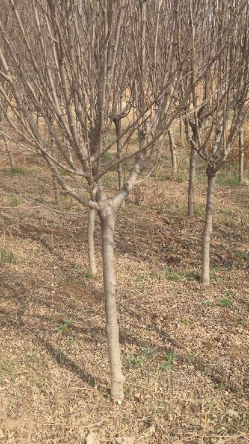 木槿4~6cm4~6cm1.5~2米