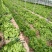 【荐】河北散叶生菜基地直供，好货源充足，支持视频看货