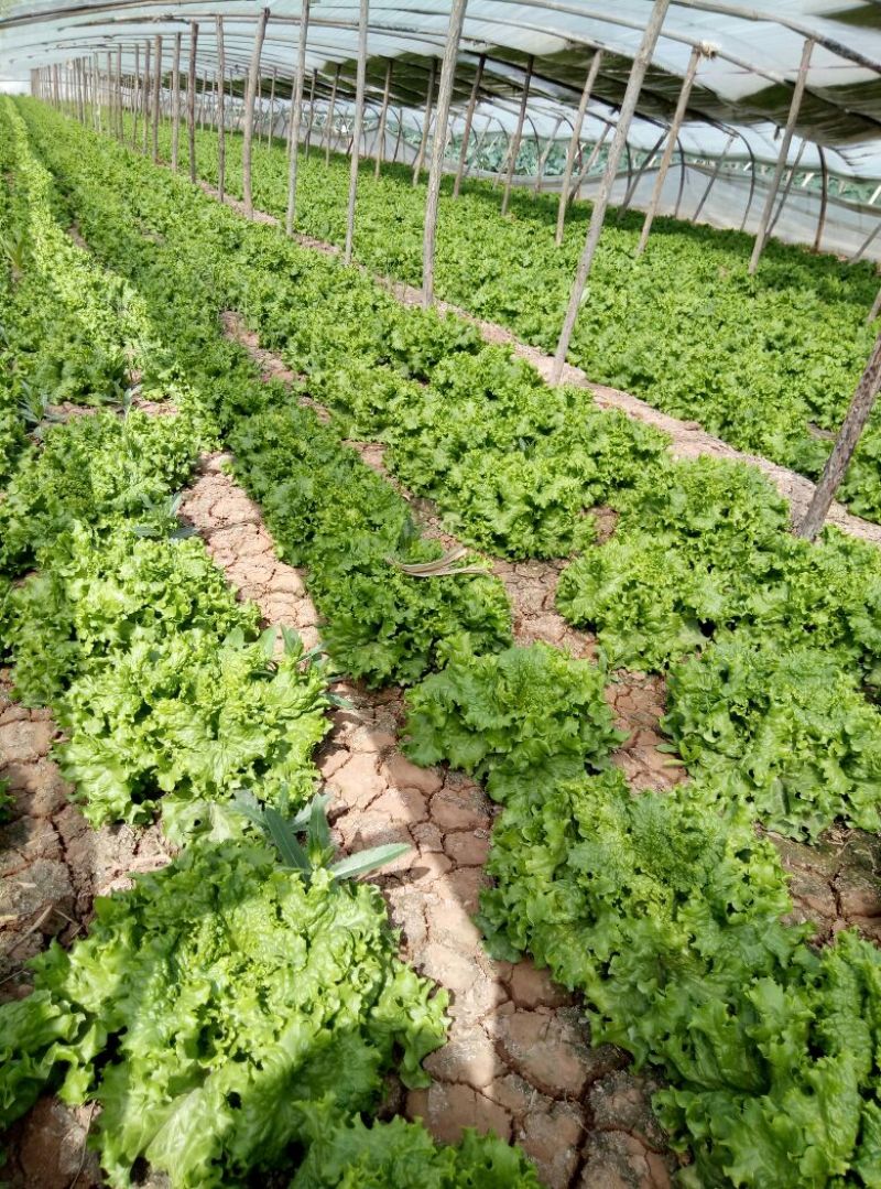 【荐】河北散叶生菜基地直供，好货源充足，支持视频看货