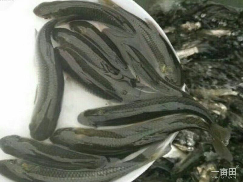优质草鱼苗，成活率高，大量供应，质量保证养殖基地直供