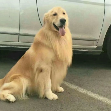 金毛犬公