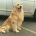 金毛犬公