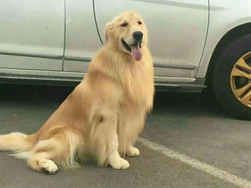 金毛犬公