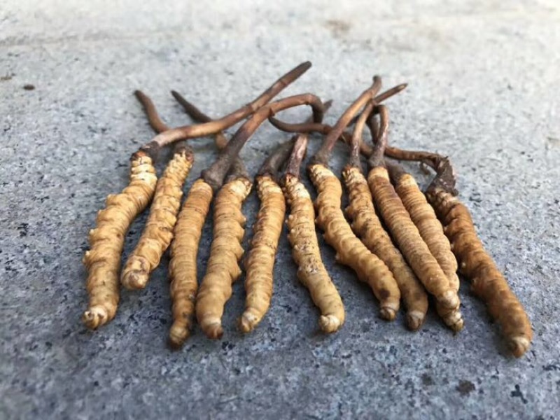 冬虫夏草盒装