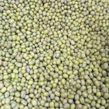 绿豆散装